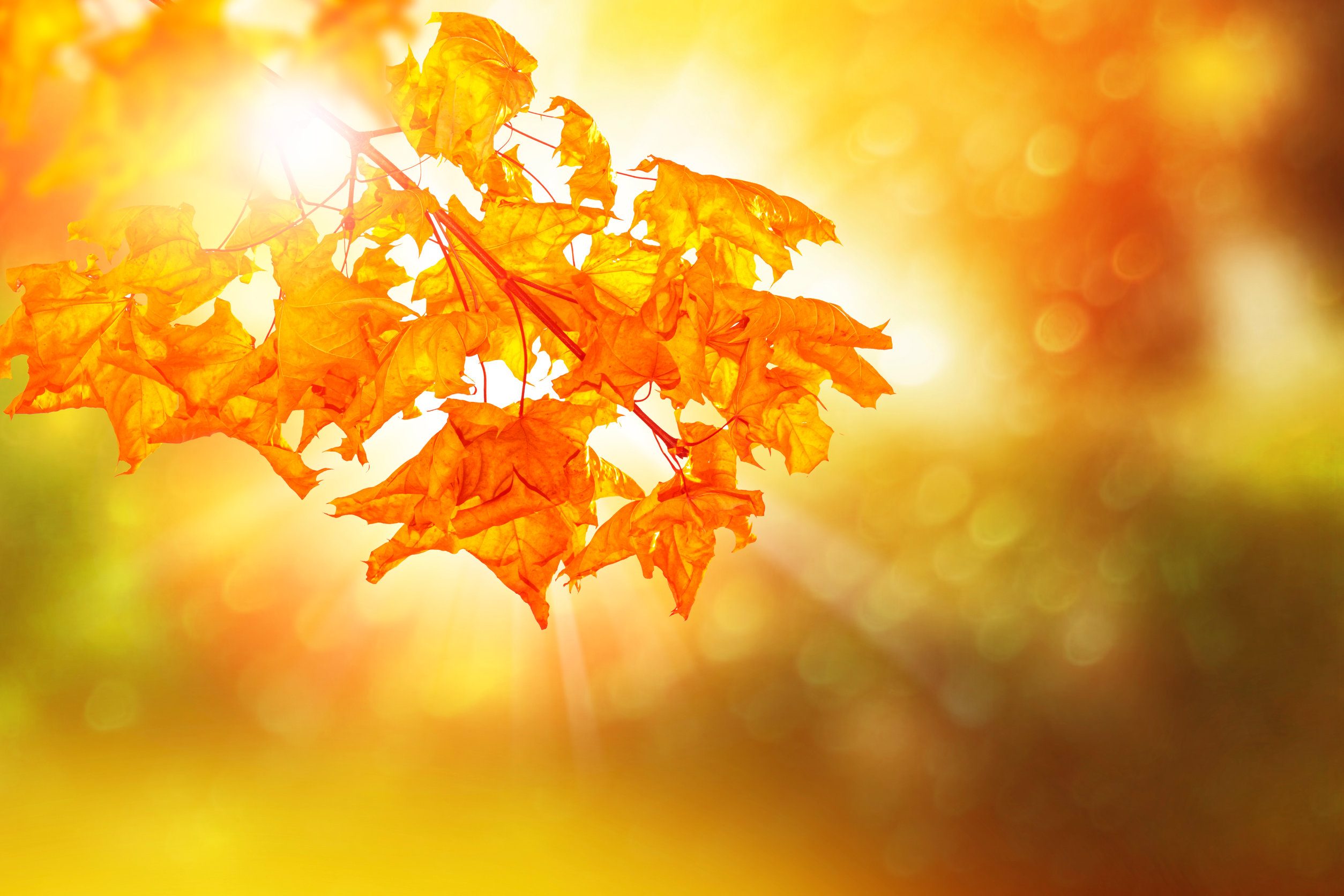 autumn landscape with bright colorful foliage. Indian summer.