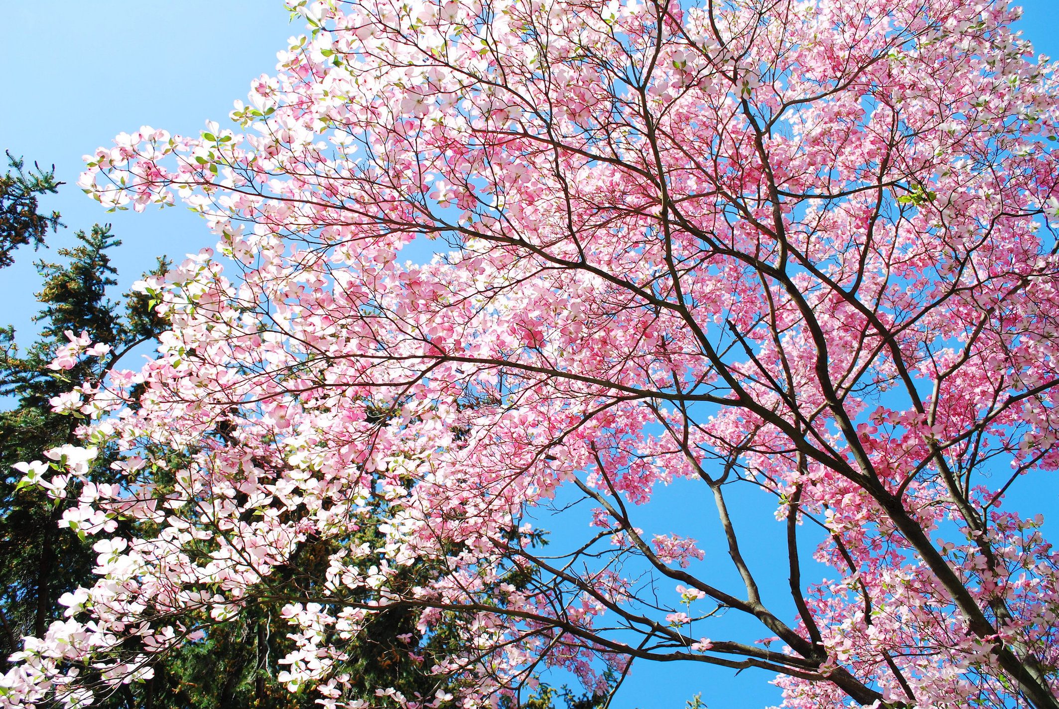 spring magnolia tree flowers