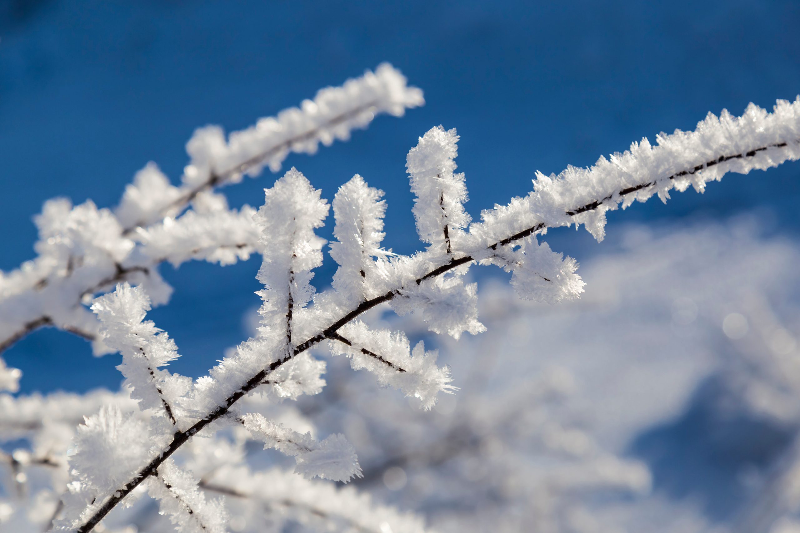 big white crystals of frost on the branches